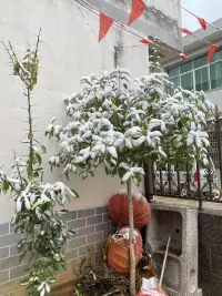 久違的感覺，還是07年玩過雪[微笑]配圖