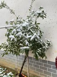 久違的感覺，還是07年玩過雪[微笑]配圖