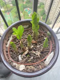 養了8年的金錢樹，每次剪了重生，都讓我眼前一亮，都能瞬間洗干凈我的心肝脾肺，還我一個干凈的心靈[微笑]感謝你的一次次茁長重生[擁抱][擁抱][擁抱]配圖