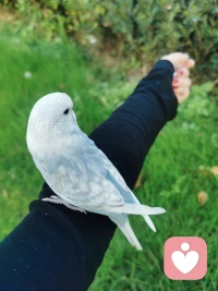 “每個人都會有一段異常艱難的時光，
生活的壓力，工作的失意，
學業的壓力，愛的惶惶不可終日，
挺過來的，人生就會豁然開朗，
挺不過來的，時間也會教你，
怎么與它們握手言和，所以不必害怕的。”
——楊絳配圖