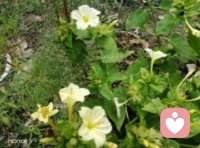 “秋花慘淡秋草黃，耿耿秋燈秋夜長?！避岳?，格桑，在朔風卷地來臨之前，終將凋敝，化作春泥滋養明春的新蕊；而對于同樣步入人生大好秋光的我們，卻可以擁有尚不知多少的四季輪回，在歲月的淺斟低唱中笑看春花秋月，歆享冬雪夏雨，品味百態人生。只是，我們也該在人生的秋季規劃心中的愿景，開自己的花，結自己的果，經歷更美好的事，欣賞更醉人的景，遇見更知心的人，領略更悠遠的紅塵境界......如此，便是參悟了“人活一世，草木一秋”的真諦；如此，便是不枉在這熙來攘往的紫陌紅塵中游走一回配圖