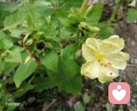 “秋花慘淡秋草黃，耿耿秋燈秋夜長。”茉莉，格桑，在朔風卷地來臨之前，終將凋敝，化作春泥滋養明春的新蕊；而對于同樣步入人生大好秋光的我們，卻可以擁有尚不知多少的四季輪回，在歲月的淺斟低唱中笑看春花秋月，歆享冬雪夏雨，品味百態人生。只是，我們也該在人生的秋季規劃心中的愿景，開自己的花，結自己的果，經歷更美好的事，欣賞更醉人的景，遇見更知心的人，領略更悠遠的紅塵境界......如此，便是參悟了“人活一世，草木一秋”的真諦；如此，便是不枉在這熙來攘往的紫陌紅塵中游走一回配圖