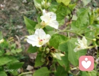 “秋花慘淡秋草黃，耿耿秋燈秋夜長?！避岳?，格桑，在朔風卷地來臨之前，終將凋敝，化作春泥滋養明春的新蕊；而對于同樣步入人生大好秋光的我們，卻可以擁有尚不知多少的四季輪回，在歲月的淺斟低唱中笑看春花秋月，歆享冬雪夏雨，品味百態人生。只是，我們也該在人生的秋季規劃心中的愿景，開自己的花，結自己的果，經歷更美好的事，欣賞更醉人的景，遇見更知心的人，領略更悠遠的紅塵境界......如此，便是參悟了“人活一世，草木一秋”的真諦；如此，便是不枉在這熙來攘往的紫陌紅塵中游走一回配圖