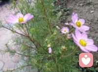 “秋花慘淡秋草黃，耿耿秋燈秋夜長。”茉莉，格桑，在朔風卷地來臨之前，終將凋敝，化作春泥滋養明春的新蕊；而對于同樣步入人生大好秋光的我們，卻可以擁有尚不知多少的四季輪回，在歲月的淺斟低唱中笑看春花秋月，歆享冬雪夏雨，品味百態人生。只是，我們也該在人生的秋季規劃心中的愿景，開自己的花，結自己的果，經歷更美好的事，欣賞更醉人的景，遇見更知心的人，領略更悠遠的紅塵境界......如此，便是參悟了“人活一世，草木一秋”的真諦；如此，便是不枉在這熙來攘往的紫陌紅塵中游走一回配圖