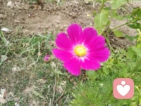 “秋花慘淡秋草黃，耿耿秋燈秋夜長。”茉莉，格桑，在朔風卷地來臨之前，終將凋敝，化作春泥滋養明春的新蕊；而對于同樣步入人生大好秋光的我們，卻可以擁有尚不知多少的四季輪回，在歲月的淺斟低唱中笑看春花秋月，歆享冬雪夏雨，品味百態人生。只是，我們也該在人生的秋季規劃心中的愿景，開自己的花，結自己的果，經歷更美好的事，欣賞更醉人的景，遇見更知心的人，領略更悠遠的紅塵境界......如此，便是參悟了“人活一世，草木一秋”的真諦；如此，便是不枉在這熙來攘往的紫陌紅塵中游走一回配圖