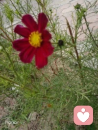 “秋花慘淡秋草黃，耿耿秋燈秋夜長?！避岳?，格桑，在朔風卷地來臨之前，終將凋敝，化作春泥滋養明春的新蕊；而對于同樣步入人生大好秋光的我們，卻可以擁有尚不知多少的四季輪回，在歲月的淺斟低唱中笑看春花秋月，歆享冬雪夏雨，品味百態人生。只是，我們也該在人生的秋季規劃心中的愿景，開自己的花，結自己的果，經歷更美好的事，欣賞更醉人的景，遇見更知心的人，領略更悠遠的紅塵境界......如此，便是參悟了“人活一世，草木一秋”的真諦；如此，便是不枉在這熙來攘往的紫陌紅塵中游走一回配圖