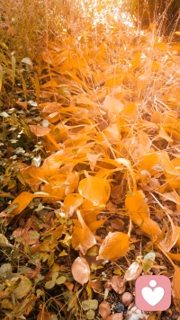 不以物喜不以己悲配圖