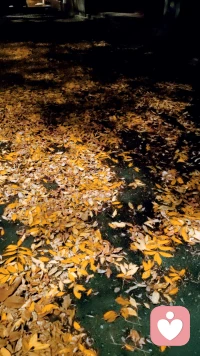 周末的廣闊天地大有作為1.上班打卡，繼續抗疫2.聽課(補課＋作業)配圖