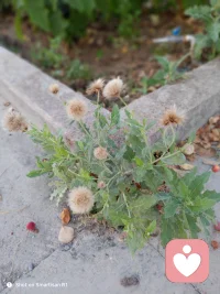 经常清理心中杂草心无旁骛做自己应该做的事双向奔赴