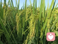 像一個(gè)嬰兒一樣待看一切，吸收一切，不要評(píng)判任何事物，不給任何人貼好或壞，是或非的標(biāo)簽，不要把人分成你愛(ài)的和恨的。只是這樣看待生命。即使你只是這樣做一天，你都可以有一個(gè)嶄新的開始，成為一個(gè)美妙的人配圖