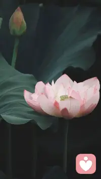 何必為生命的片段而哭泣，我們的整個(gè)人生都催人淚下，向死而生是必然，有何不可放下！配圖