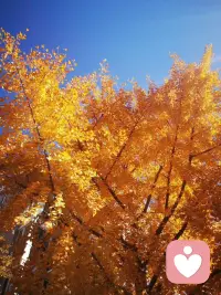 #早安#
抬頭即可看見生活之美…??????配圖