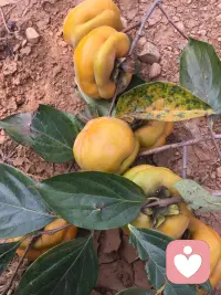 有人说，人与人之间的关系，就像寒冬里的刺猬，离得太远会冷，靠得太近会痛，因为彼此身上都有保护自己的尖刺，而“自我界限”就是可以保护我们的这道刺。配图