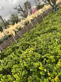 愛情是熱烈的奔跑，婚姻是慢慢的成長。——馬克·吐溫配圖