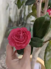 當你看過世界，見過眾生，才發現你要見的世面，是自己內心的勇敢和自信。
當你看過四季，見過風云，才發現你要見的美景，是自己內心的淡定與從容。

楊絳·先生配圖
