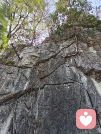 攝于桂林市七星公園后山，人生如此樹，笑傲萬古石！配圖