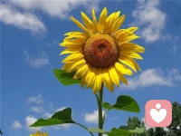 “最近很火的一段話，其實(shí)折磨你的，從來(lái)都不是什么人或者事，而是你自己的心存幻想，不要太害怕失去，因?yàn)槟苁サ模緛?lái)就不屬于你，也不要太害怕傷害，因?yàn)槟軅侥愕模际悄愕慕贁?shù)”配圖