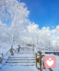 十二月，
愿你我不挺拔高，
去触世间种种好。配图