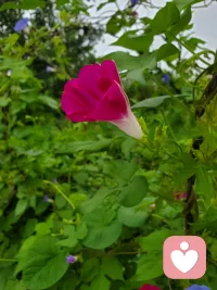 楊絳先生說過：
  “你呀，不要碰到一點壓力，就把自己變成不堪重負的樣子，不要碰到一點不確定性，就覺得自己前途黯淡無光，不要碰到一點挫折，就搞得自己一蹶不振。人這一輩子啊，你該走的彎路，該吃的苦，該撞的南墻，該掉的陷阱一個都少不了，堅強挺住，熬過去，跨過去，好運自然來。”配圖