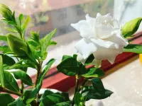我们无法改变过去，但可以改变过去对我们的影响。

放下执念，让伤痛成为成长的土壤。配图