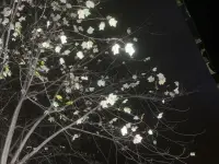 傷口是光照進(jìn)來(lái)的地方～配圖