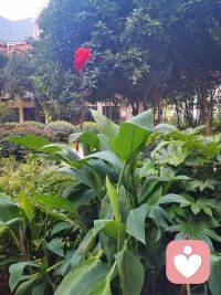 戀物辟是因為投注依戀對象的喪失或受挫
?從而轉向對物或其他的東西作為替代配圖