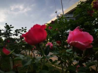 路邊的花兒，真美配圖