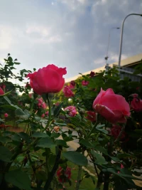 路邊的花兒，真美配圖