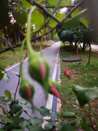 路邊的花兒，真美配圖