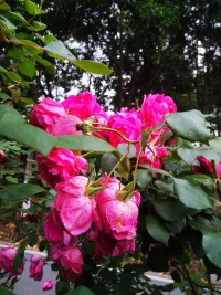 路邊的花兒，真美配圖