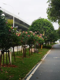 路邊的花兒，真美配圖