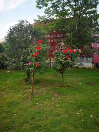美就在家門前配圖