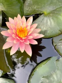 心若盛開，蓮花自來，哪怕明天世界末日，院里也要種滿蓮花配圖