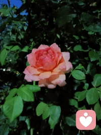 每一朵花都很難做到一枝獨秀，如果沒有綠葉的托襯，就像人一樣，沒有過往和經歷，怎能做到沉淀和成長配圖