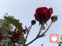 生活中太多的人愛驗(yàn)證自己質(zhì)疑的對(duì)錯(cuò)，孰不知當(dāng)你有了驗(yàn)證的想法時(shí)，你就輸了，尤其是夫妻或朋友間的驗(yàn)證，證明自己對(duì)了的時(shí)候起了情緒，不對(duì)的時(shí)候輸了感情，當(dāng)你還想快樂的時(shí)候，那就糊涂一些吧，難得糊涂是一種境界和格局，是一種智慧的呈現(xiàn)配圖