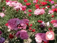 人有很多面，阳光的，阴暗的，积极的，消极的，辉煌的和不堪的，当你用消极的和不堪那一面面对我时，其实是对我的磨练和成长，感恩遇到的每一个人，人生没有一帆风顺，活的就是一个状态配图