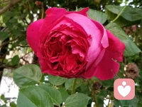 花从来不知道自己有多美，人也从来不知道自己的能量有多大，我们缺的只是发现，所有的事情都是你挖掘力量的契合点，来吧，我们一起探寻那些潜藏起来的秘密配图