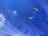 無(wú)論我們遇到什么樣的困難和挫折，都要有一顆努力向上的心，人生的智慧不是看你贏的多漂亮，是看低谷的時(shí)候還能不能有爬起來(lái)的勇氣，人生不會(huì)長(zhǎng)久的停留在一個(gè)高度，起起伏伏才是人生常態(tài)。配圖