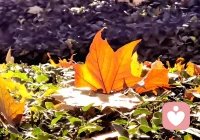 今兒立冬，吃餃子了嗎您嘞！配圖