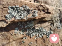 如果石頭都努力開花，那作為高智商的人還有什么不積極呢！配圖