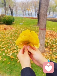 我在北京有个小菜园
小雪时节，
青菜青绿，
金银金杏，
伴我左右！