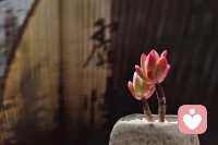 性是肉體生活，遵循快樂原則。
愛情是精神生活，遵循理想原則。
婚姻是社會生活，遵循現實原則。

這是三個完全不同的東西。
?
?配圖