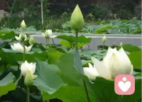 人生的好

其实人生的好，都是自己的决定，你说，你说人生是什么？

人生就是每一个片刻的感受，每一个片刻的决定。
每一个片刻的感受是现在，每一个片刻的决定就是未来。每一天，每一秒，你所做的决定都会改变你的人生。

你的决定等于你的命运，新的决定等于新的命运，为新的命运而决定吧！配图