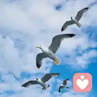 從自己開始
療愈自我從愛和接納開始，每個人在他的當下，已經(jīng)努力做到了他心智程度的最好，我們的反應(yīng)如果是憤恨的批判，就是我們該做的功課，有時正直正義是平靜的接納這個不完美的世界，然后愛和平靜依然如故，從自己開始。配圖