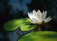 面對真實的自己，去掉內心的障礙，不是成就完美的自己，而是做更好的自己。配圖