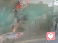 有閑暇的時候看會魚吧，游來游去那么靈動，也給我們的心帶來一點靈感，感恩自然萬物配圖