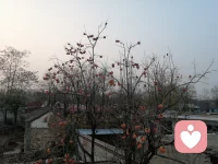 冬天的柿子像小小的紅燈籠配圖