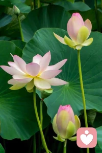 這個世界從來沒有兩種人，
只有一種人；
這個世界從來就不是兩種人，
而是形形色色的無數種人。

無論是男孩還是女孩，
都可以按照自己的所想所思進行自我探索，
成為自己，
并且為自己的決定負責。配圖