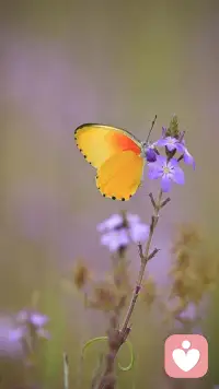 君之阅♥72
帮孩子找到表达真实感受的方法。配图