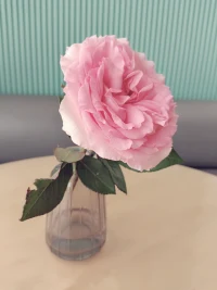 如果伴侶中一方的舉止如同一個有教育權(quán)威的人，也就是他認(rèn)為必須要教育對方——這是他從他的父母那里學(xué)來的——那么對方最安全的應(yīng)對方法，就是擺脫這個人。配圖